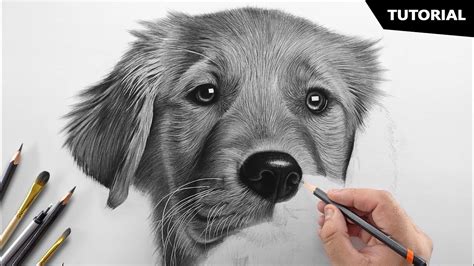 dog drawing tutorial|realistic dog drawing youtube.